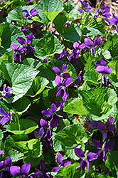 Blue Marsh Violet (Viola obliqua) at Stonegate Gardens