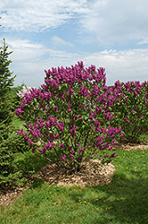 Ludwig Spaeth Lilac (Syringa vulgaris 'Ludwig Spaeth') at Stonegate Gardens