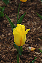 Yokohama Tulip (Tulipa 'Yokohama') at Stonegate Gardens