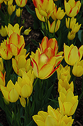 Georgette Tulip (Tulipa 'Georgette') at Stonegate Gardens
