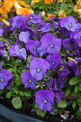 Penny Blue Pansy (Viola cornuta 'Penny Blue') at A Very Successful Garden Center
