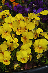 Penny Yellow Pansy (Viola cornuta 'Penny Yellow') at Lakeshore Garden Centres