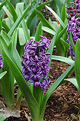 Atlantic Hyacinth (Hyacinthus orientalis 'Atlantic') at Stonegate Gardens
