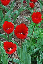 Bastogne Tulip (Tulipa 'Bastogne') at Stonegate Gardens