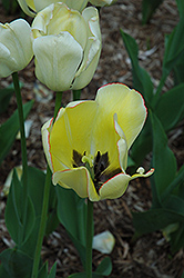 Jewel of Spring Tulip (Tulipa 'Jewel of Spring') at Stonegate Gardens