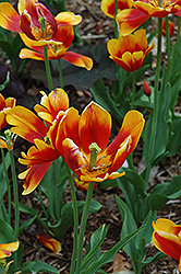 Kees Knees Tulip (Tulipa 'Kees Knees') at Stonegate Gardens