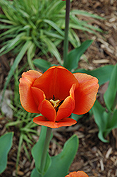 King's Orange Tulip (Tulipa 'King's Orange') at Stonegate Gardens