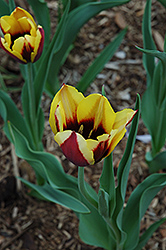Gavota Tulip (Tulipa 'Gavota') at Stonegate Gardens