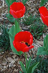 Parade Tulip (Tulipa 'Parade') at Stonegate Gardens