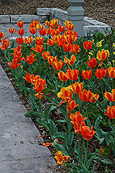 Flair Tulip (Tulipa 'Flair') at Stonegate Gardens