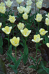 Yellow Present Tulip (Tulipa 'Yellow Present') at Stonegate Gardens