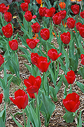 Red Present Tulip (Tulipa 'Red Present') at Stonegate Gardens