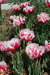Top Lips Tulip (Tulipa 'Top Lips') at Stonegate Gardens