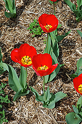 Oxford Tulip (Tulipa 'Oxford') at Stonegate Gardens