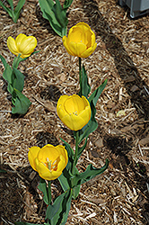 Bellona Tulip (Tulipa 'Bellona') at Stonegate Gardens