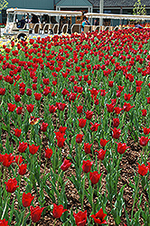 Bastogne Tulip (Tulipa 'Bastogne') at Lakeshore Garden Centres