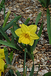 Marieke Daffodil (Narcissus 'Marieke') at Stonegate Gardens