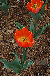 Annie Schilder Tulip (Tulipa 'Annie Schilder') at Stonegate Gardens