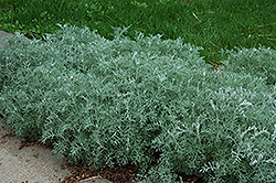 Silver Frost Artemisia (Artemisia ludoviciana 'Silver Frost') at Stonegate Gardens