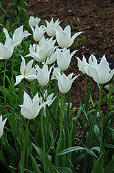 White Triumphator Tulip (Tulipa 'White Triumphator') at Stonegate Gardens