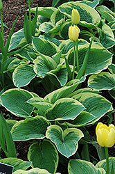 Northern Exposure Hosta (Hosta 'Northern Exposure') at Lakeshore Garden Centres