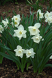 Mount Hood Daffodil (Narcissus 'Mount Hood') at Stonegate Gardens