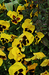Majestic Giant Yellow Pansy (Viola x wittrockiana 'Majestic Giant Yellow') at A Very Successful Garden Center
