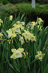 Blinkie Daffodil (Narcissus 'Blinkie') at Stonegate Gardens