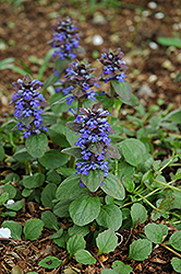 Caitlin's Giant Bugleweed (Ajuga reptans 'Caitlin's Giant') at Lakeshore Garden Centres