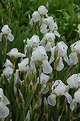 Florentina Bearded Iris (Iris x germanica 'var. florentina') at Stonegate Gardens