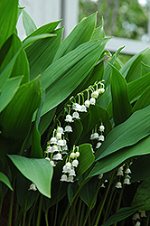 Lily-Of-The-Valley (Convallaria majalis) at A Very Successful Garden Center