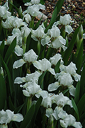 White Light Iris (Iris 'White Light') at Stonegate Gardens