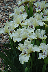 Silk Petals Iris (Iris 'Silk Petals') at Stonegate Gardens
