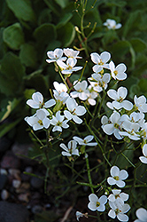 Wall Cress (Arabis caucasica) at The Mustard Seed
