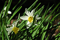 Jack Snipe Daffodil (Narcissus 'Jack Snipe') at Stonegate Gardens