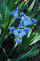 Royal Eyelash Iris (Iris 'Royal Eyelash') at Stonegate Gardens
