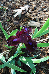 Tarheel Elf Iris (Iris 'Tarheel Elf') at A Very Successful Garden Center