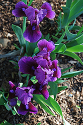 Grapesicle Iris (Iris 'Grapesicle') at Stonegate Gardens