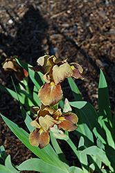 Parturient Iris (Iris 'Parturient') at Stonegate Gardens