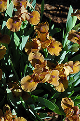 Cherrywood Iris (Iris 'Cherrywood') at Stonegate Gardens