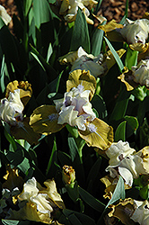 Webelous Iris (Iris 'Webelos') at A Very Successful Garden Center