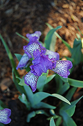 Scribe Iris (Iris 'Scribe') at Stonegate Gardens