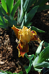 Andi Iris (Iris 'Andi') at Stonegate Gardens