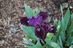 Dark Vader Iris (Iris 'Dark Vader') at Stonegate Gardens