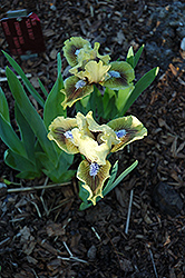 Kiwi Slices Iris (Iris 'Kiwi Slices') at A Very Successful Garden Center