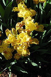 Chum Yellow Iris (Iris 'Chum Yellow') at Stonegate Gardens