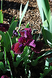 Lil' Red Devil Iris (Iris 'Lil' Red Devil') at Stonegate Gardens