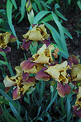 Byzantine Beauty Iris (Iris 'Byzantine Beauty') at Stonegate Gardens