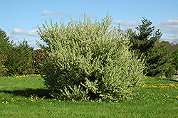 Silverberry (Elaeagnus commutata) at Stonegate Gardens