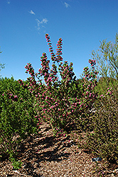 Centennial Weigela (Weigela florida 'Centennial') at Lakeshore Garden Centres